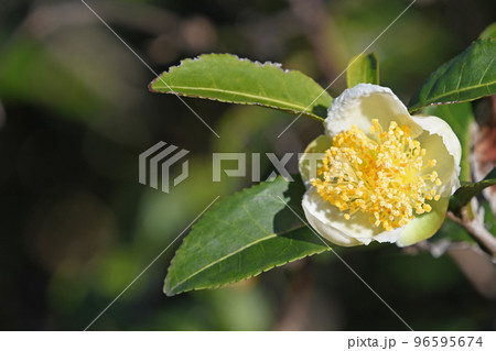 お茶の花 お茶の花 96595674