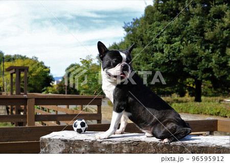 青空のドックランで楽しく遊んだサッカーボールを前に置いて可愛く振り向くボストンテリアのマイティ君 96595912