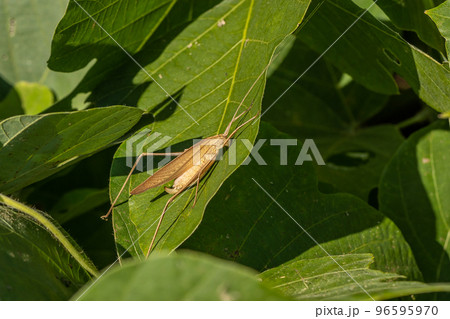 セスジツユムシ（メス）　褐色型 96595970