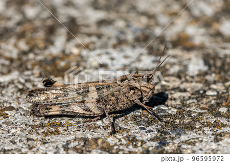 クルマバッタモドキ 褐色型 クルマバッタモドキ 褐色型 96595972