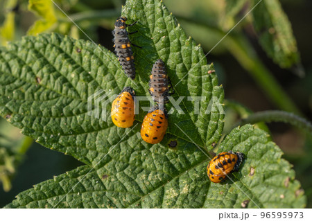 ナナホシテントウ幼虫 前蛹幼虫 蛹化 ナナホシテントウ幼虫 前蛹幼虫 蛹化 96595973