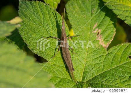 オンブバッタ 褐色型 オンブバッタ 褐色型 96595974