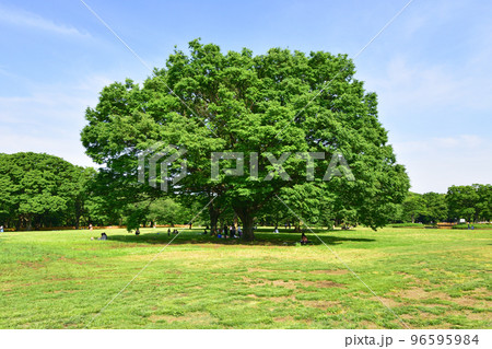 東京都渋谷区代々木公園の風景 96595984