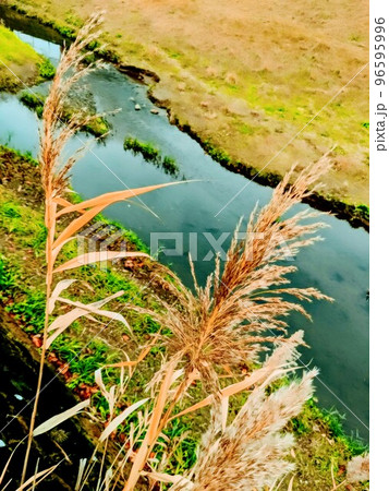 川岸で風に揺れるすすき 川岸で風に揺れるすすき 96595996