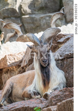Close-up portrait of Markhor, Capra falconeri, wild goat native to Central Asia, Karakoram and the Himalayas Close-up portrait of Markhor, Capra falconeri, wild goat native to Central Asia, Karakoram and the Himalayas 96596059