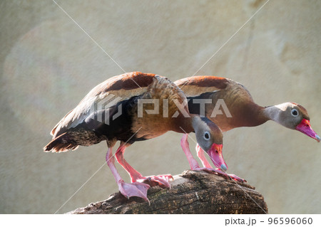 A Black-bellied Whistling Duck, lat. Dendrocygna autumnalis, Standing On A Tree Branch A Black-bellied Whistling Duck, lat. Dendrocygna autumnalis, Standing On A Tree Branch 96596060