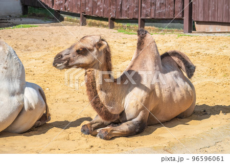 Portrait of a camel resting on sand. 96596061