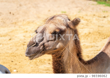 Portrait of a camel resting on sand. Portrait of a camel resting on sand. 96596062