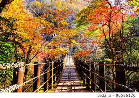 紅葉の花貫渓谷汐見滝吊橋 96596120