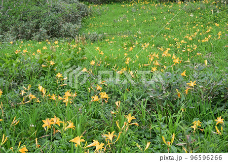 天空の花園 高山植物 ニッコウキスゲ 日光黄菅の写真素材