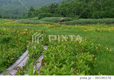 天空の花園 高山植物 ニッコウキスゲ 日光黄菅 天空の花園 高山植物 ニッコウキスゲ 日光黄菅 96596376