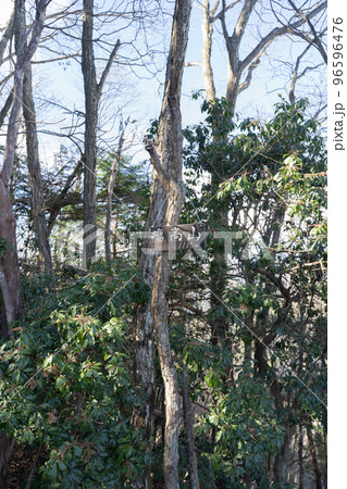 瘤高山の山頂（奥多摩） 96596476