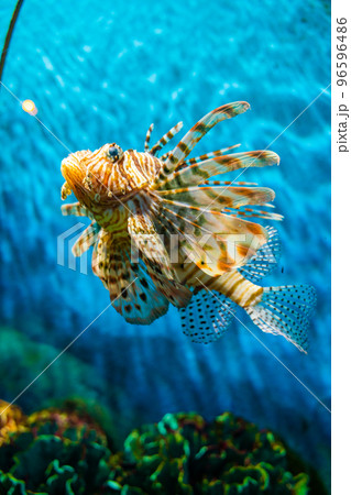 Grouper fish in aquarium with coral reef 96596486