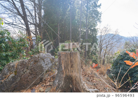 本仁田山の山頂(奥多摩) 本仁田山の山頂(奥多摩) 96596493