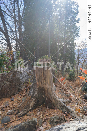 本仁田山の山頂(奥多摩) 本仁田山の山頂(奥多摩) 96596494