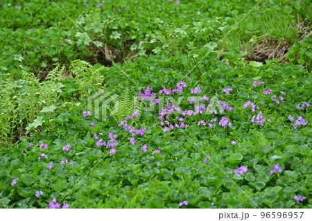 天空の花園　高山植物　ノコンギク　野紺菊　野菊 96596957