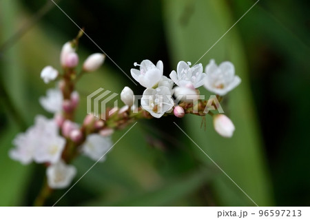 シロバナサクラタデの花 シロバナサクラタデの花 96597213