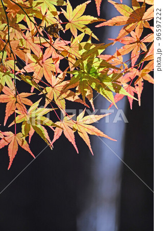 秋と紅葉 96597222