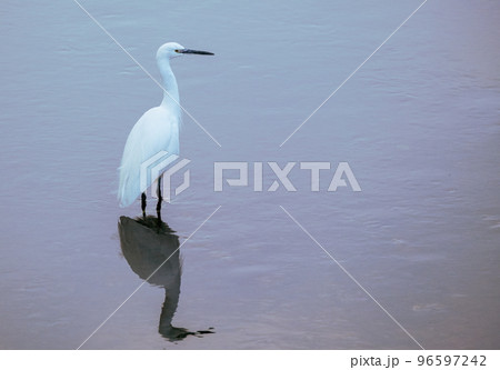 コサギ コサギ 96597242