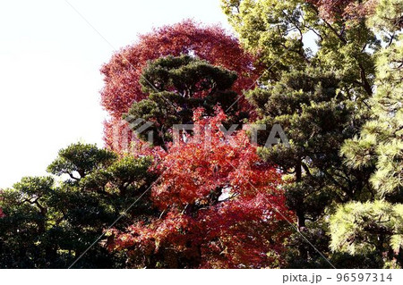 京都　ータダノの森ースケールの大きな紅葉 96597314