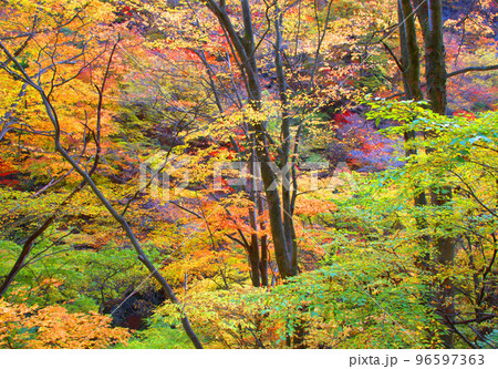 吾妻渓谷の紅葉 吾妻渓谷の紅葉 96597363
