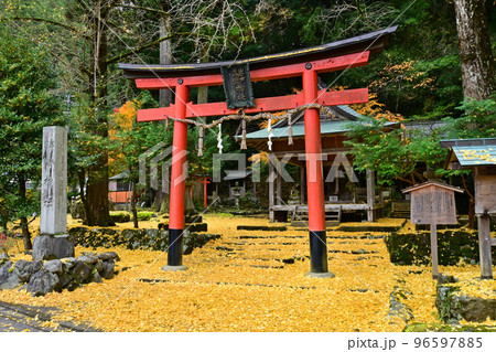 銀杏落葉が美しい京都市北区の岩戸落葉神社 96597885