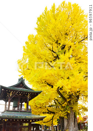 飛騨国分寺の黄金色に輝く大イチョウ 96597911