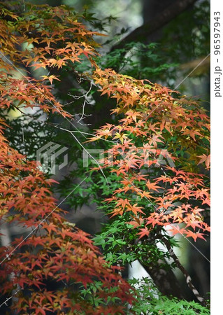 秋と紅葉 96597943