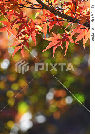 秋と紅葉 96597945