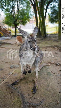 秋吉台サファリランドのカンガルー 96598190