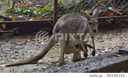 秋吉台サファリランドのカンガルー 96598193