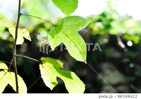 maple leaf, maple leaves or green leaf or Acer saccharum Marsh maple leaf, maple leaves or green leaf or Acer saccharum Marsh 96598422