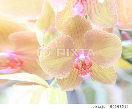 Fresh beautiful Pink orchids in flowers; nature background. 96598512