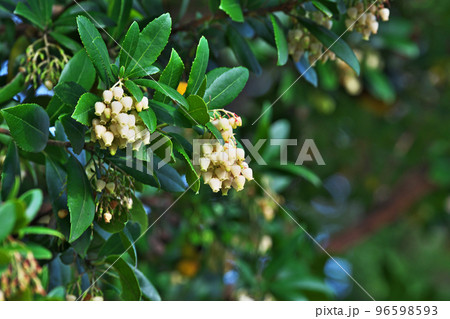 白いイチゴノキの花（秋、十一月） 96598593