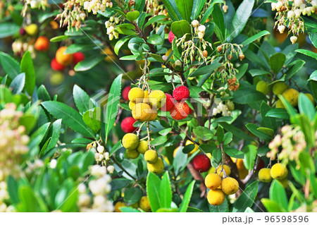 黄色いイチゴノキの実（秋、十一月） 96598596