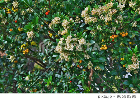 白いイチゴノキの花（秋、十一月） 96598599