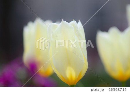 初夏の公園 初夏の公園 96598715