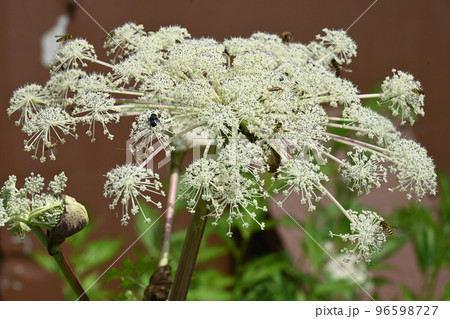 天空の花園　高山植物　ミヤマトウキ　深山当帰　セロリの香り 96598727