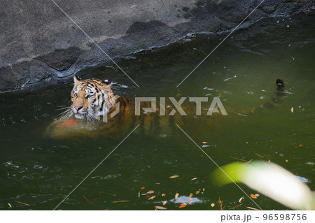 ボールを持って泳ぐアムールトラの子 96598756