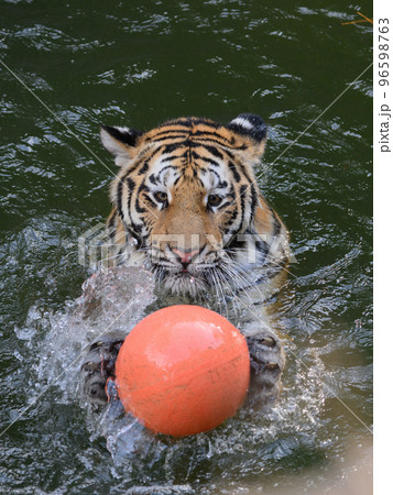 水球するアムールトラの子 水球するアムールトラの子 96598763