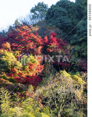 朝焼けの信貴山の紅葉と柿の木 朝焼けの信貴山の紅葉と柿の木 96598806