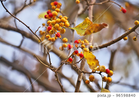 黄色と赤色のツルウメモドキの実（秋、十一月） 96598840