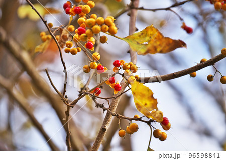 黄色と赤色のツルウメモドキの実(秋、十一月) 黄色と赤色のツルウメモドキの実(秋、十一月) 96598841
