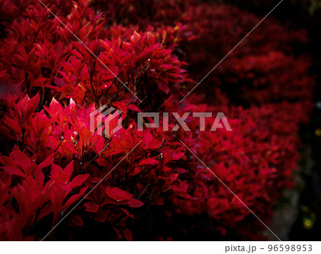 真っ赤に紅葉したドウダンツツジ 真っ赤に紅葉したドウダンツツジ 96598953