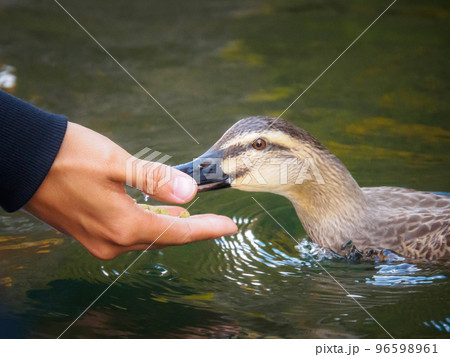 手から餌を食べるカルガモ 手から餌を食べるカルガモ 96598961