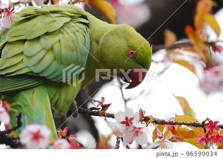 サクラの木に来たホンセイインコ 96599034