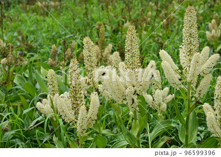 天空の花園 高山植物 コバイケイソウ 小梅恵草 天空の花園 高山植物 コバイケイソウ 小梅恵草 96599396