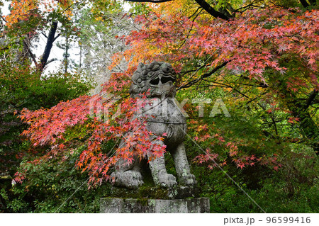 兵庫県丹波市 高山寺の紅葉を纏った狛犬 兵庫県丹波市 高山寺の紅葉を纏った狛犬 96599416