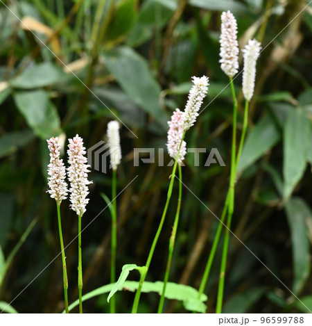 天空の花園 高山植物 サラシナショウマ 晒菜升麻 天空の花園 高山植物 サラシナショウマ 晒菜升麻 96599788