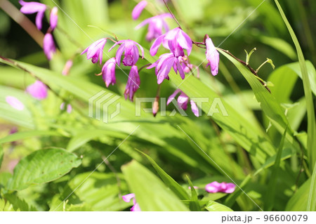 初夏に赤紫の可憐な花を咲かせる、シラン 96600079
